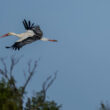 Cigogne blanche